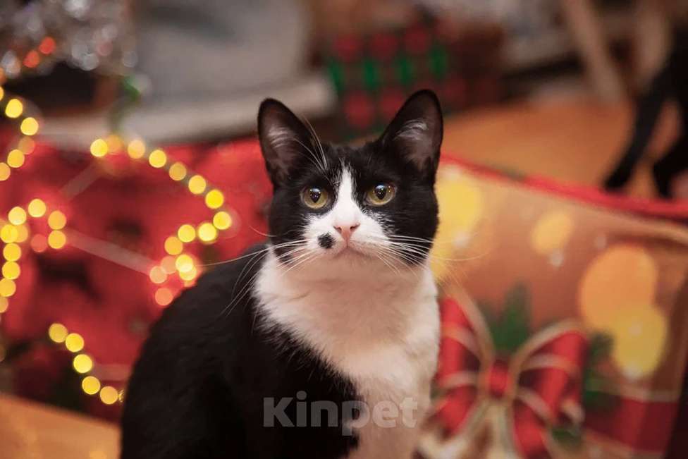 Кошки в Москве: Ласковая кошечка Мушка в добрые руки  Девочка, Бесплатно - фото 2