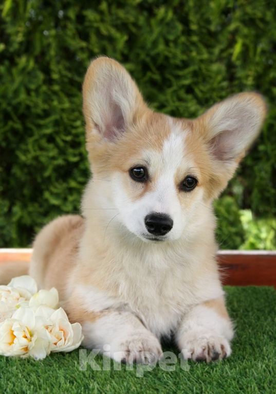 Собаки в Самаре: Корги девочки Девочка, 50 000 руб. - фото 2