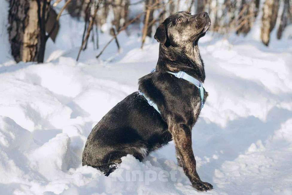 Собаки в Москве: Мунрей ищет дом Мальчик, Бесплатно - фото 5