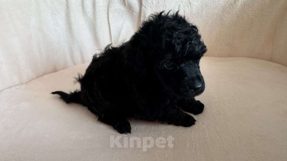 Собаки в Москве: Той пудель Мальчик, Бесплатно - фото 2