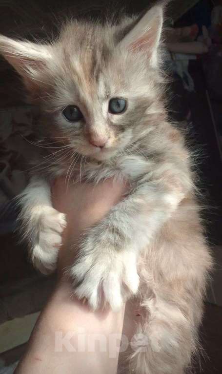 Кошки в Екатеринбурге: Котята мейн-куны от питомника. Мальчик, Бесплатно - фото 6