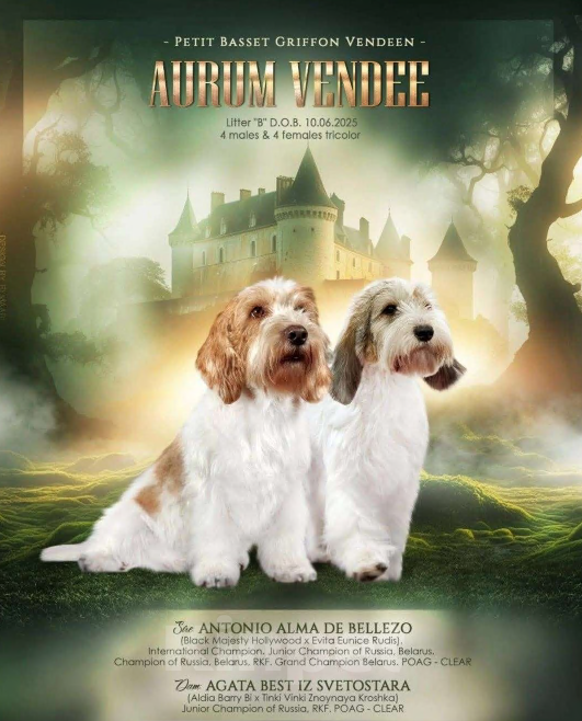 Собаки в Москве: Малый вандейский бассет гриффон щенки Мальчик, 95 000 руб. - фото 9