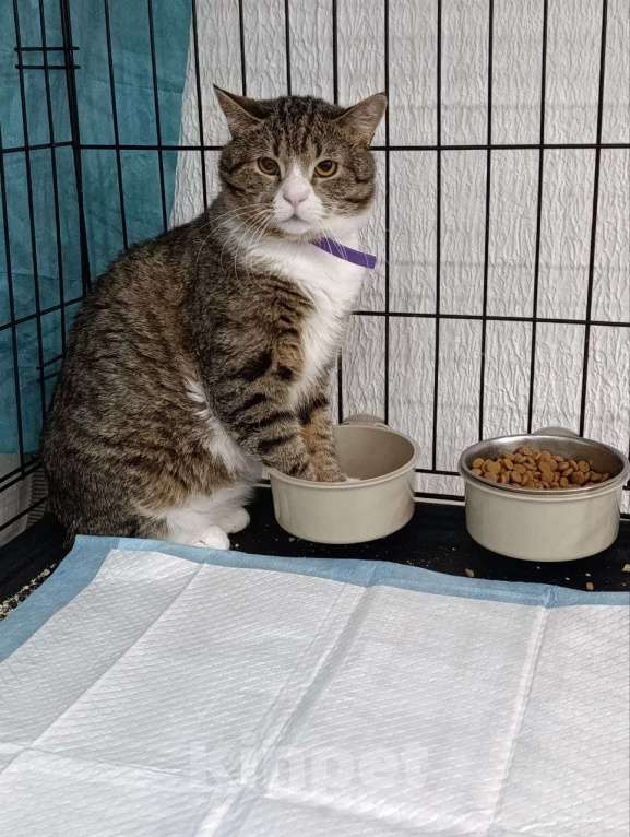 Кошки в Мурином: 🐾 Самсон ищет дом и любовь! 🏡❤️ Мальчик, Бесплатно - фото 3