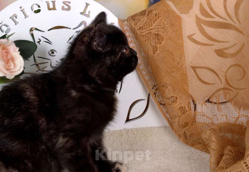 Кошки в Санкт-Петербурге: Британская малышка черепахового окраса (ген.тиккирована) Девочка, 50 000 руб. - фото 5