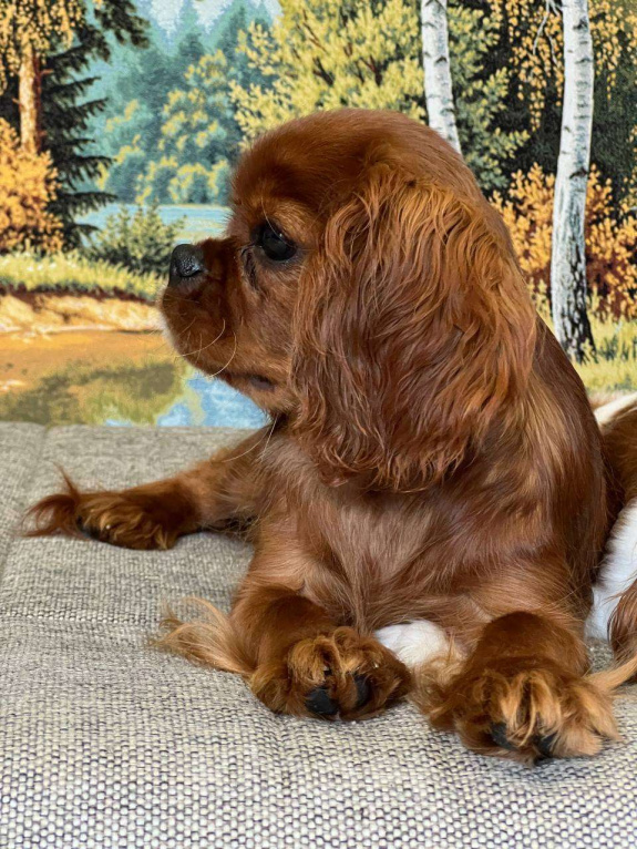 Собаки в Иваново: Очаровательная девочка Девочка, Бесплатно - фото 9