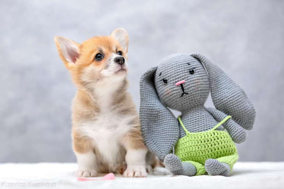 Собаки в Москве: Щенки вельш корги пемброк Девочка, 55 000 руб. - фото 10