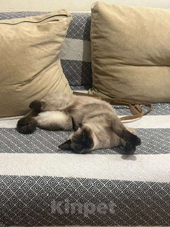 Кошки в Липецке: Отдам в добрые руки Девочка, Бесплатно - фото 3