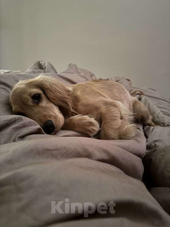 Собаки в Котельнике: Передам любящим хозяевам🫶свою принцессу Девочка, Бесплатно - фото 2