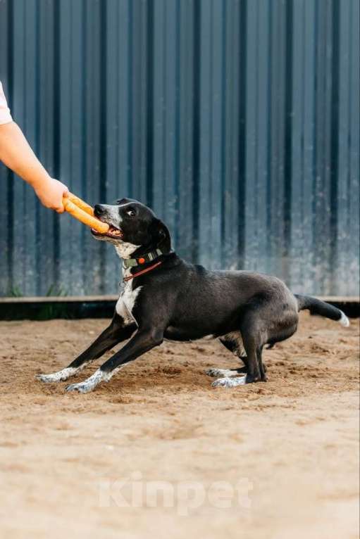 Собаки в Москве: Цирковой пёс Барни в добрые руки Мальчик, 1 руб. - фото 5
