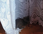 Кошки в Клине: Кошечка Надежды Девочка, Бесплатно - фото 3