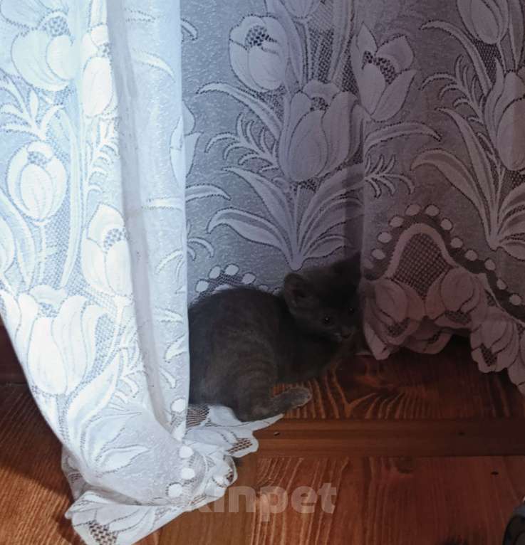 Кошки в Клине: Кошечка Надежды Девочка, Бесплатно - фото 3