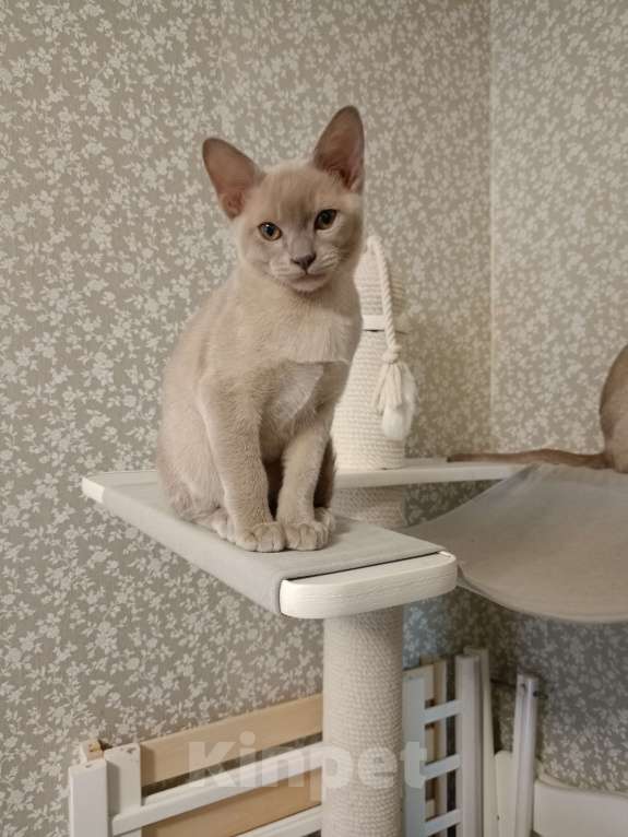 Кошки в Москве: Бурманские лиловые котята Мальчик, 40 000 руб. - фото 5