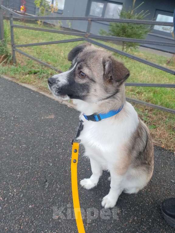 Собаки в Санкт-Петербурге: Маленькая ласковая собачка, 5 месяцев Девочка, Бесплатно - фото 1