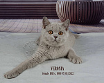 Кошки в Санкт-Петербурге: Британский котенок лилового окраса (девочка) Девочка, 20 000 руб. - фото 3