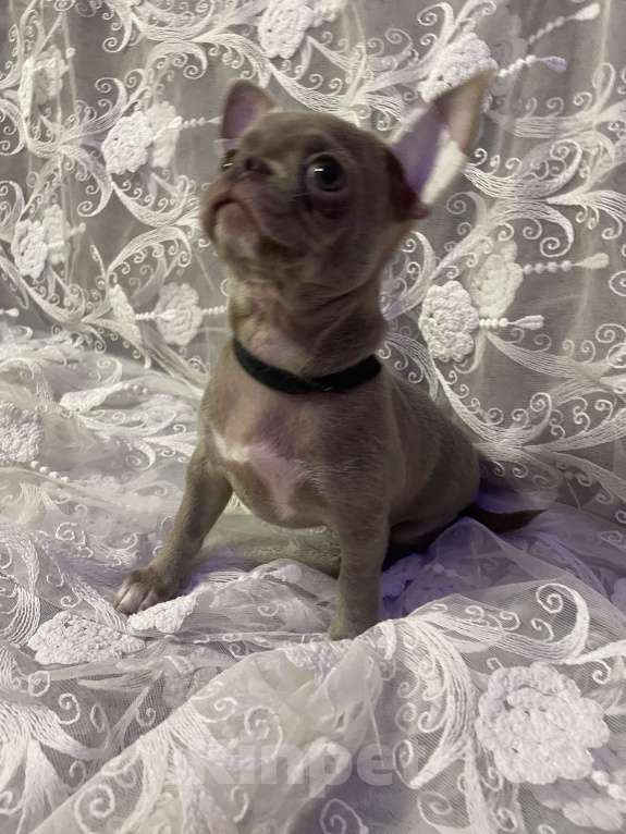 Собаки в Ижевске: Slon Мальчик, 65 000 руб. - фото 6