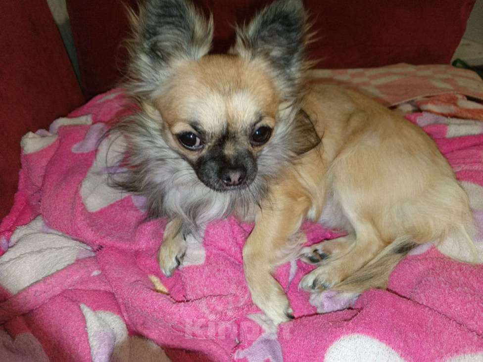 Собаки в Курске: Потерялся друг Мальчик, 5 000 руб. - фото 1