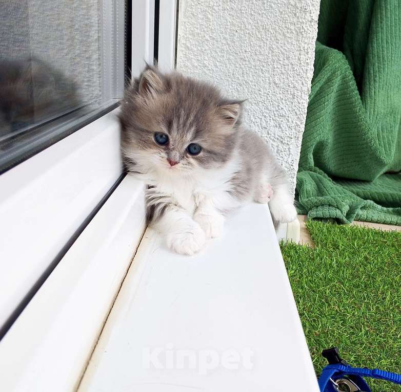 Кошки в Тюмени: Шотландские прямоухие Девочка, 12 000 руб. - фото 8