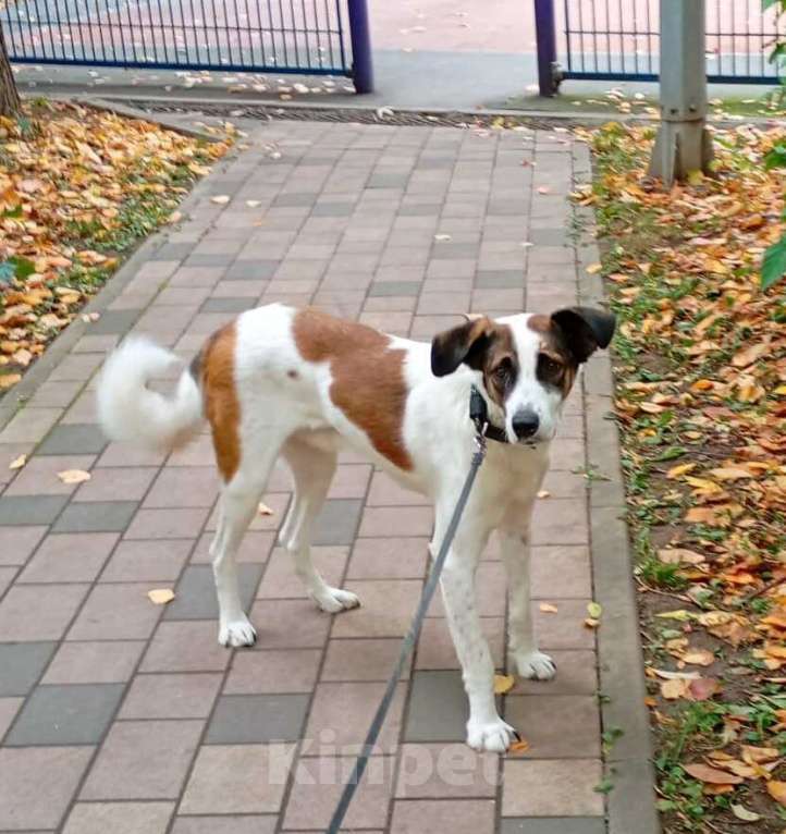 Собаки в Москве: Спокойный и ласковый белый пёс Арчи в дар Мальчик, 1 руб. - фото 1