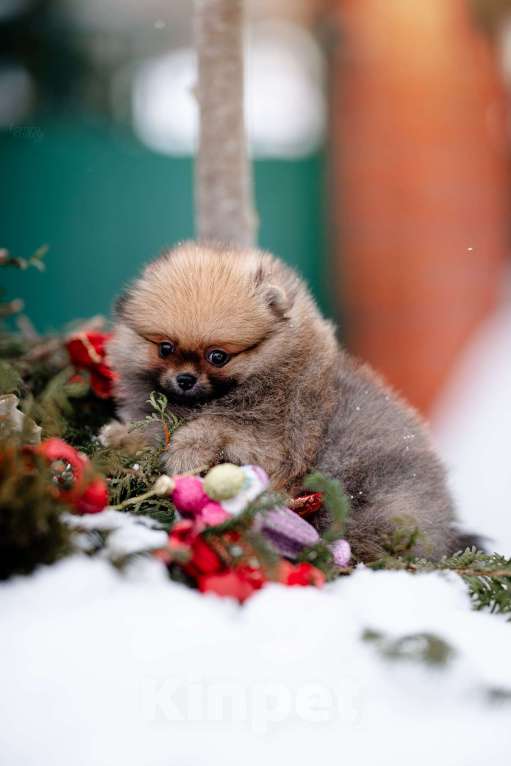 Собаки в Видном: Рыжий миниатюрный мальчик Мальчик, 35 000 руб. - фото 4