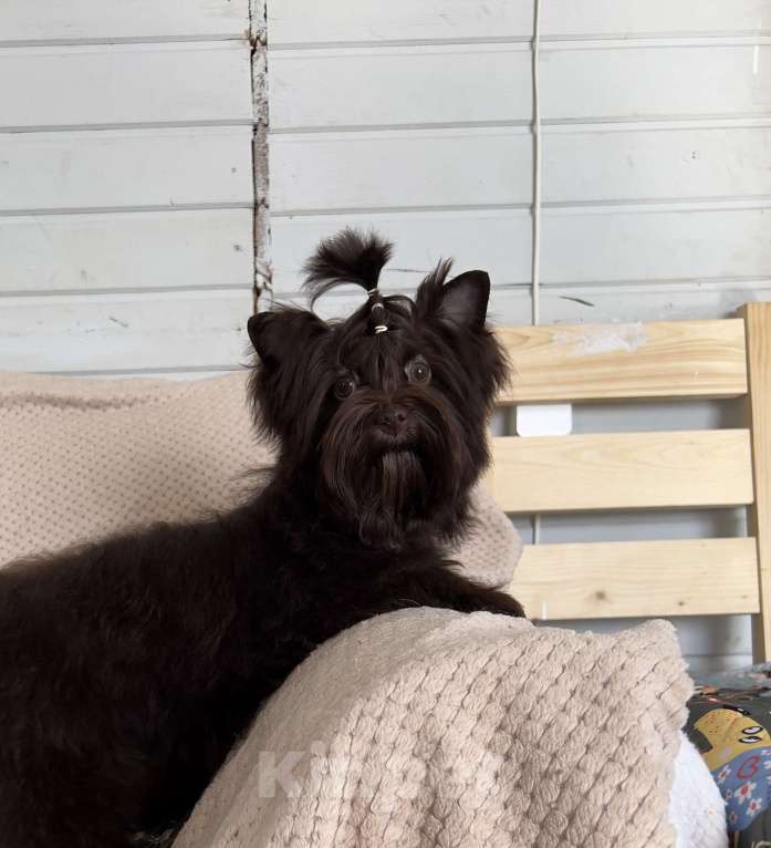 Собаки в Санкт-Петербурге: Девочка шоко йорка в любимцы Девочка, 35 000 руб. - фото 1