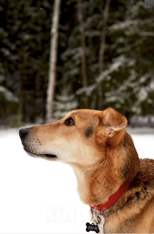 Собаки в Москве: Метис русской гончей ищет дом Мальчик, Бесплатно - фото 5