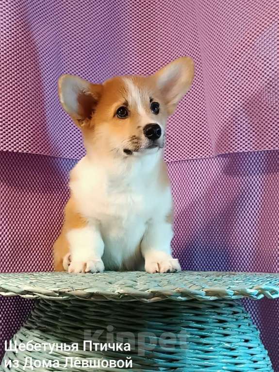 Собаки в других городах Тверской области: Щебетунья Птичка из Дома Левшовой Девочка, 50 000 руб. - фото 10