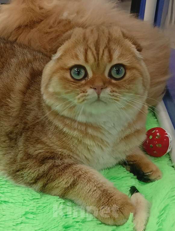 Кошки в Москве: Золотой котик с аквамариновыми глазами Мальчик, 25 000 руб. - фото 5