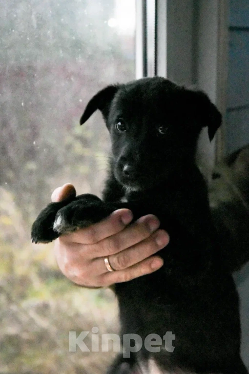 Собаки в Лосином-Петровском: Джемма малышка из Волгорада в мо Девочка, Бесплатно - фото 9