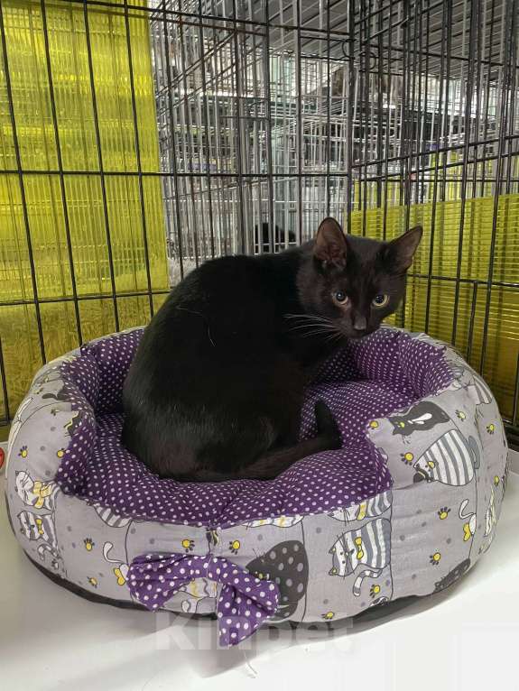 Кошки в Балашихе: Нолик, котик- помощник Мальчик, 1 руб. - фото 3