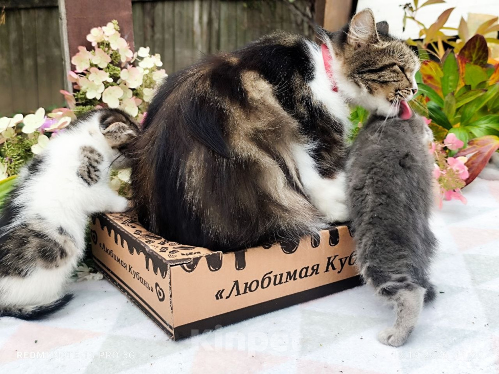 Кошки в Москве: Котенок мальчик от домашней кошки Сибирской породы. Отец вислоухий шотландец. Мальчик, 7 000 руб. - фото 5