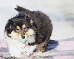 Собаки в Челябинске: Щенок колли девочка Девочка, Бесплатно - фото 2