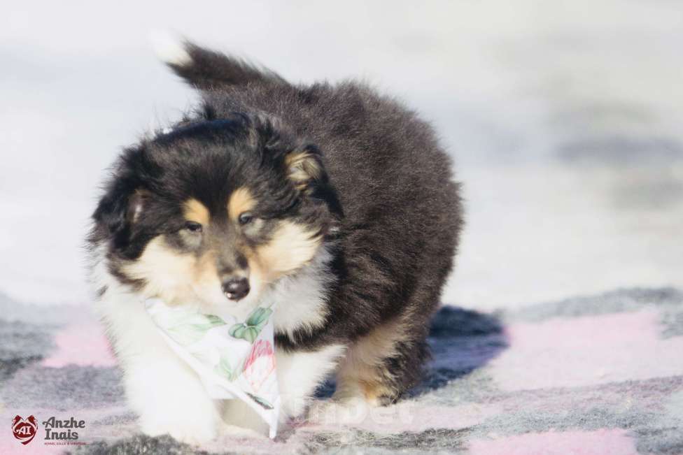 Собаки в Челябинске: Щенок колли девочка Девочка, Бесплатно - фото 2