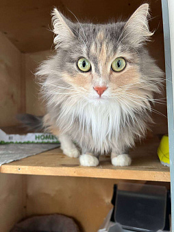 Кошечка Мелани