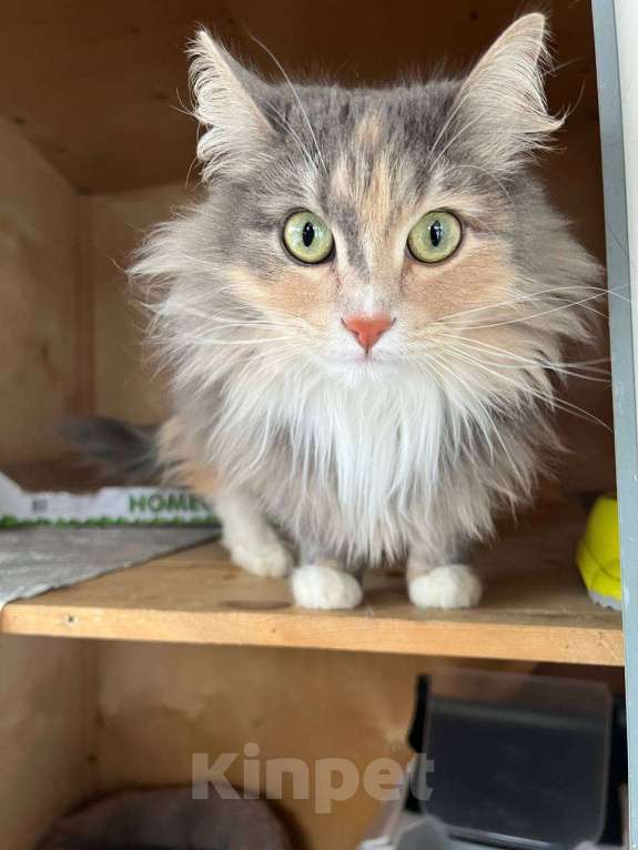 Кошки в Одинцово: Кошечка Мелани Девочка, Бесплатно - фото 1