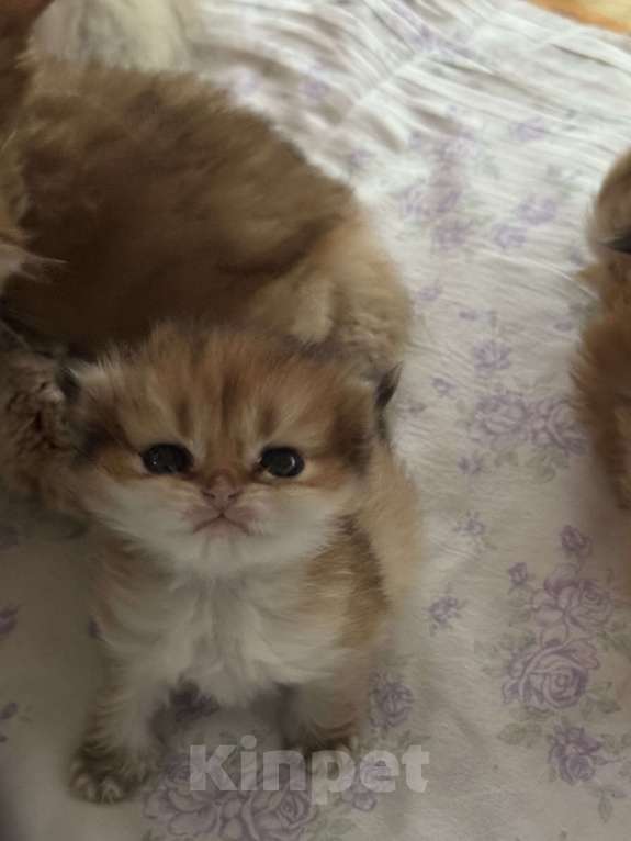 Кошки в других городах Московской области: Британские длинношерстные котята Мальчик, 50 000 руб. - фото 4