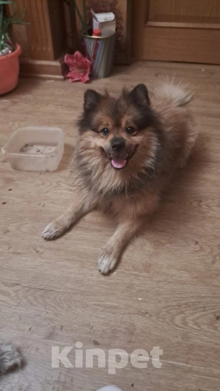 Собаки в Липецке: потерялась собака Мальчик, Бесплатно - фото 2