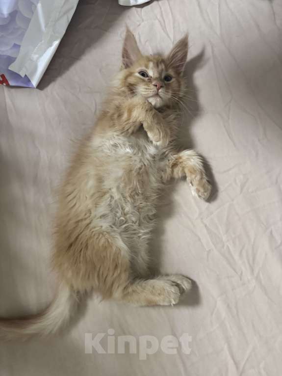 Кошки в других городах Ленинградской области: Продажа котят мейн куна Девочка, 25 000 руб. - фото 3