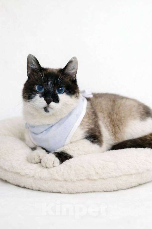 Кошки в Москве: Теона ищет дом Девочка, Бесплатно - фото 1