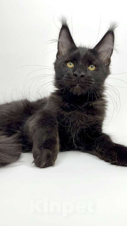 Кошки в Москве: Мейн-кун котенок Мальчик, 60 000 руб. - фото 3