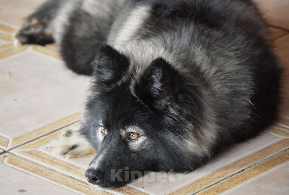 Собаки в Москве: Ненецкая оленегонная лайка. Кобель YUYDI. Мальчик, 60 000 руб. - фото 9