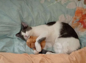 Кошки в Краснодаре: Пропал кот!!! Мальчик, 1 000 руб. - фото 3