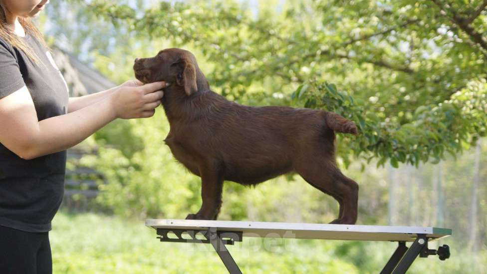 Собаки в Саратове: Щенок лабрадора Девочка, 40 000 руб. - фото 2