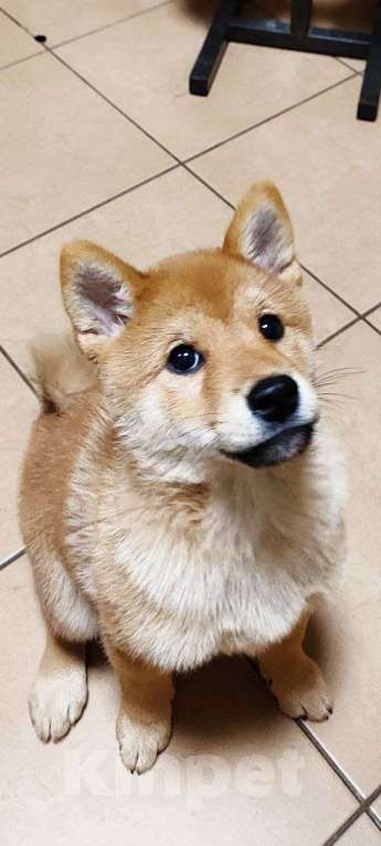 Собаки в Пензе: Сиба ину щенок верный компаньон Мальчик, Бесплатно - фото 2
