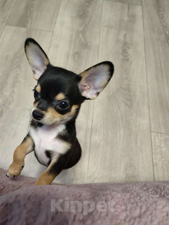 Собаки в Санкт-Петербурге: Щенок чихуахуа Мальчик, 35 000 руб. - фото 3