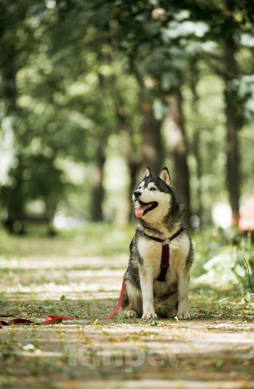 Собаки в Москве: Канзи ищет дом Мальчик, Бесплатно - фото 3