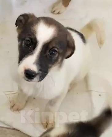 Собаки в Липецке: Щенки из приюта ищут дом Девочка, Бесплатно - фото 8