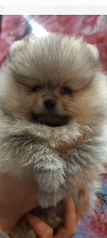 померанский шпиц