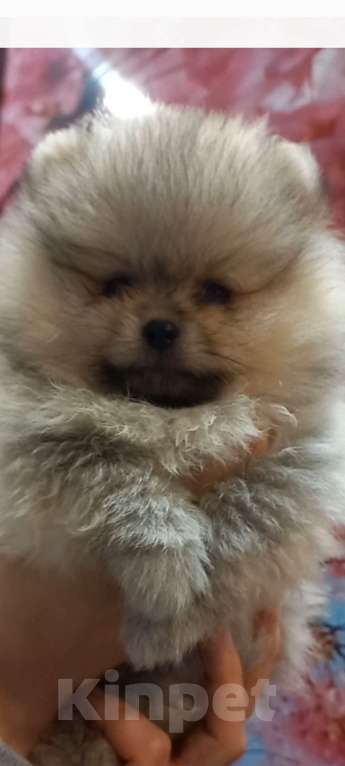 Собаки в Екатеринбурге: померанский шпиц Мальчик, 50 000 руб. - фото 1