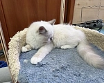 Кошки в Москве: Мальчишка 3 месяца Мальчик, 35 000 руб. - фото 8