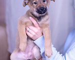 Собаки в Ногинске: Коко - щенок в поисках дома Девочка, Бесплатно - фото 4